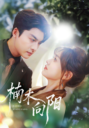 楠木向阳短剧（70集都市情感短剧高清在线免费观看）