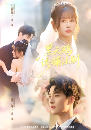 黑天鹅诱捕法册短剧（80集谋略短剧全集在线免费畅看）