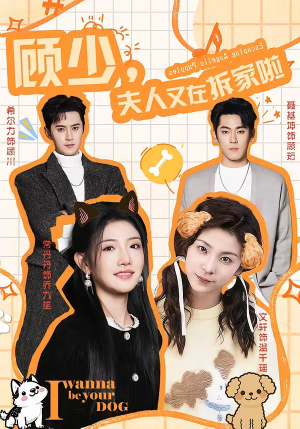 顾少，夫人又在拆家啦短剧（78集都市爱情短剧在线看全集）