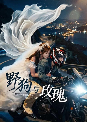 野狗与玫瑰短剧（30集情感短剧超清免费看全集）
